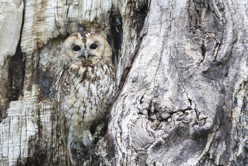 long eared owl camouflage