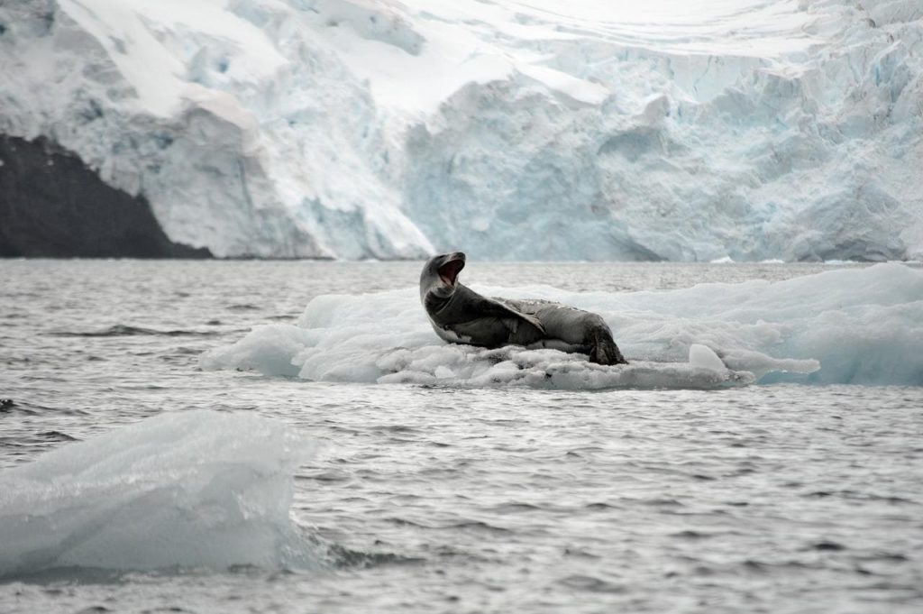 Antarctic Desert