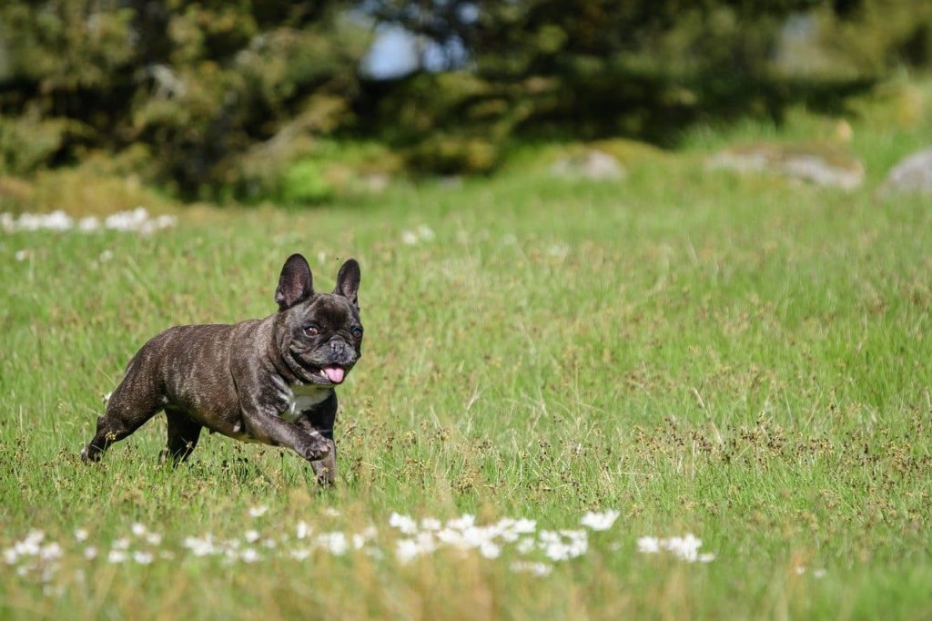 French Bulldog