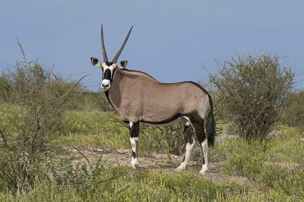 10 Amazing African Horned Animals In The World - Red Rock Scenic By Way