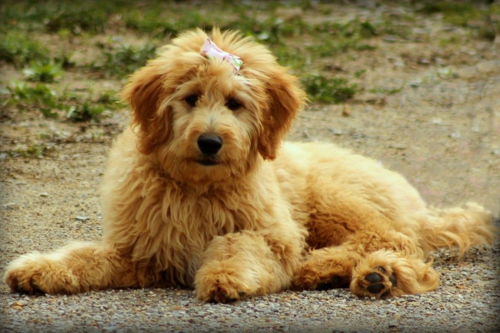 Golden Doodle