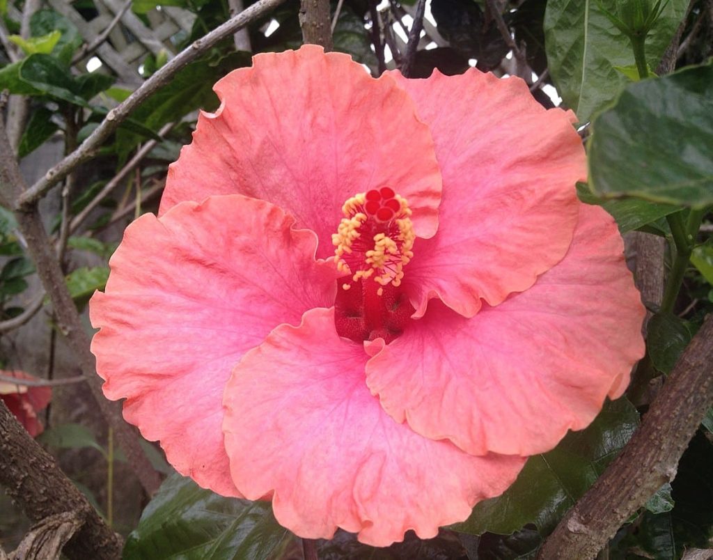 Hibiscus