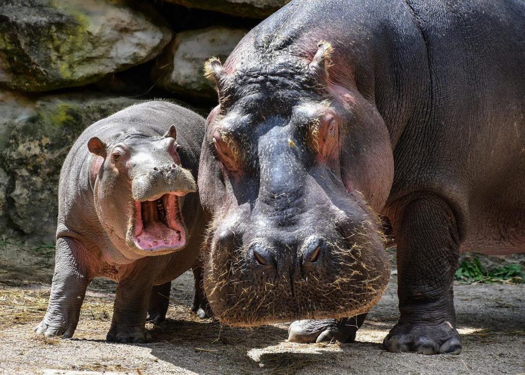 Hippopotamus population