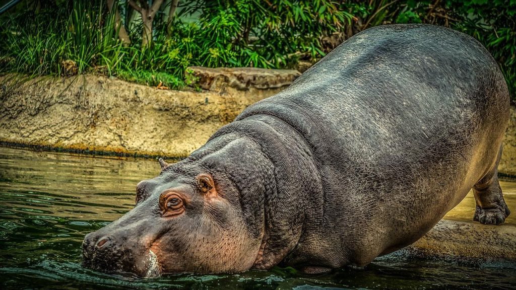 Hippopotamus threat