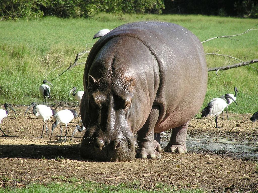 Hippopotamus with birds