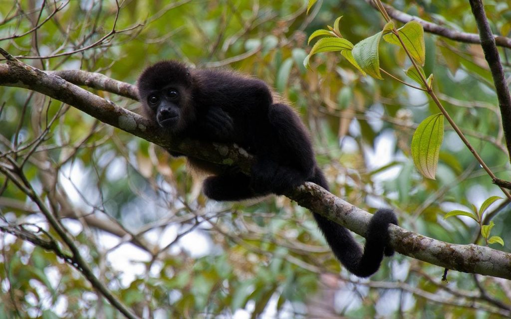 Howler Monkey