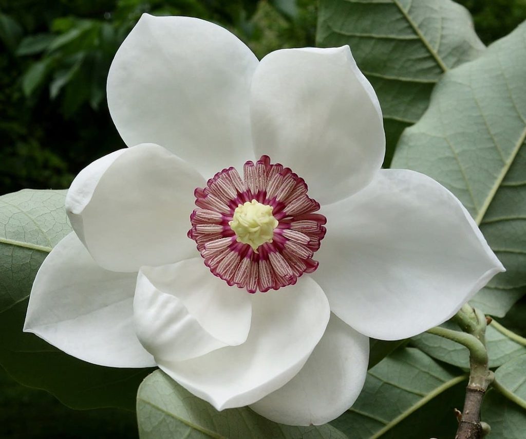 Magolia flower