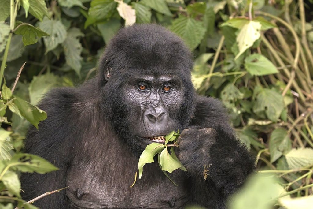 Mountain Gorilla