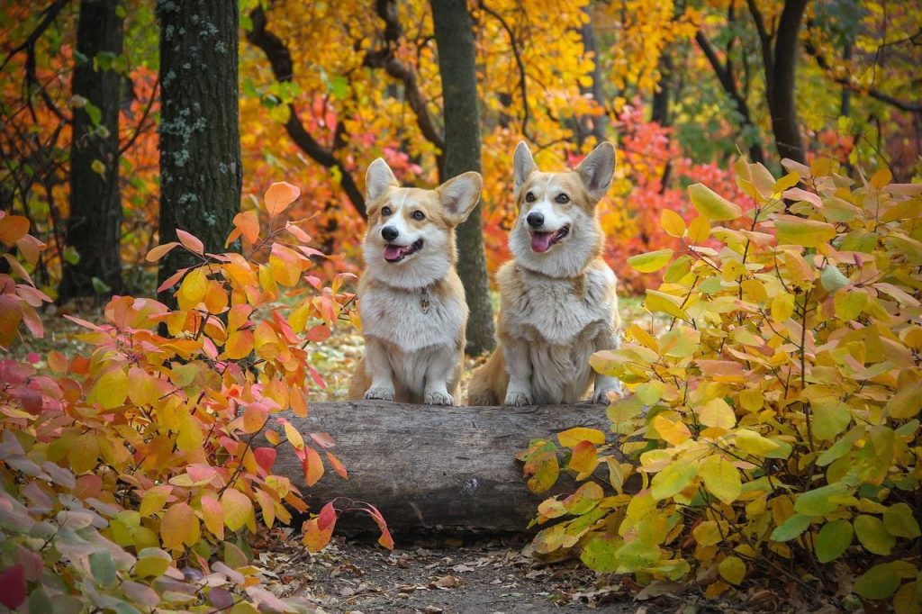 Pembroke Welsh Corgi