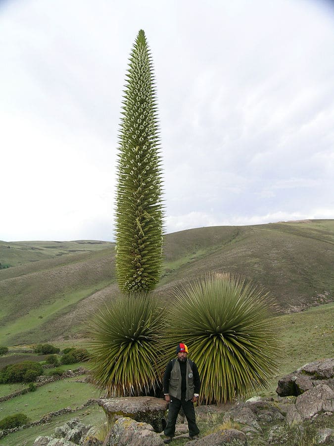 Puya raimondii