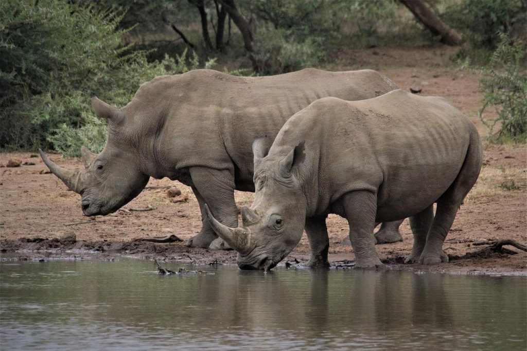 Rhinoceros drinking