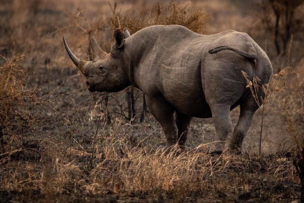 Rhinoceros evolution