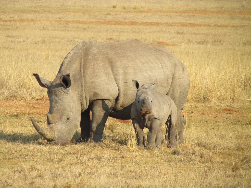 Rhinoceros population
