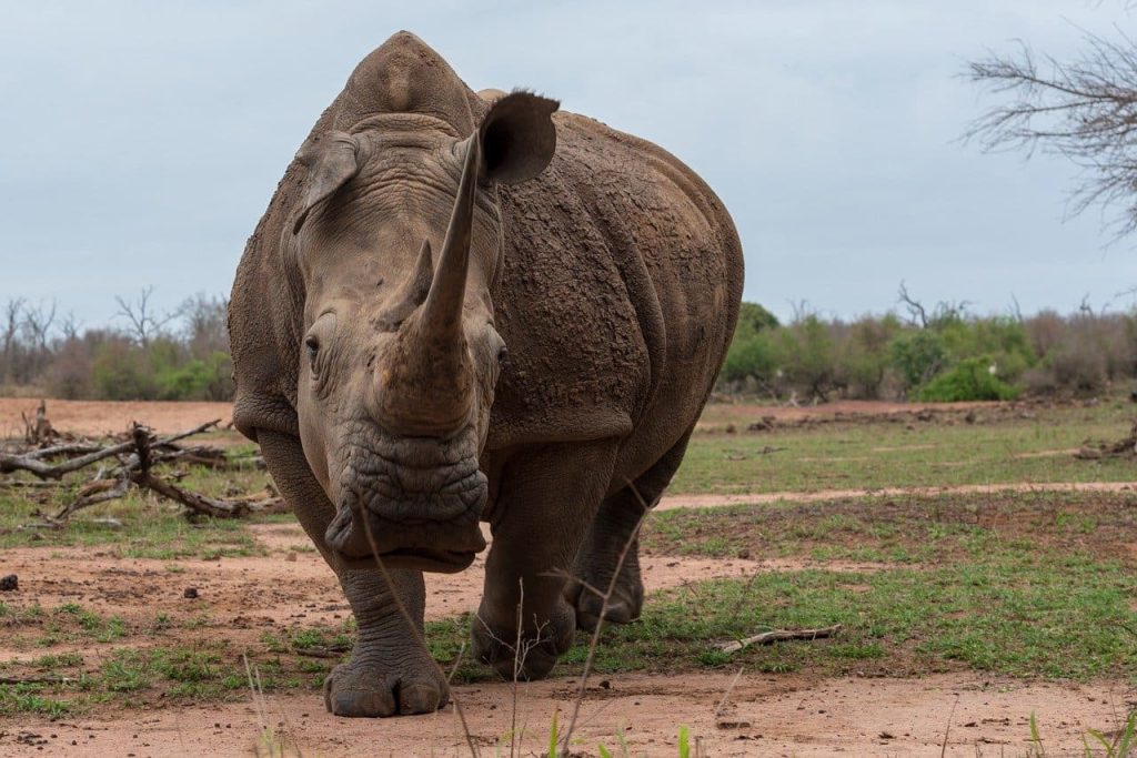 Rhinoceros threats