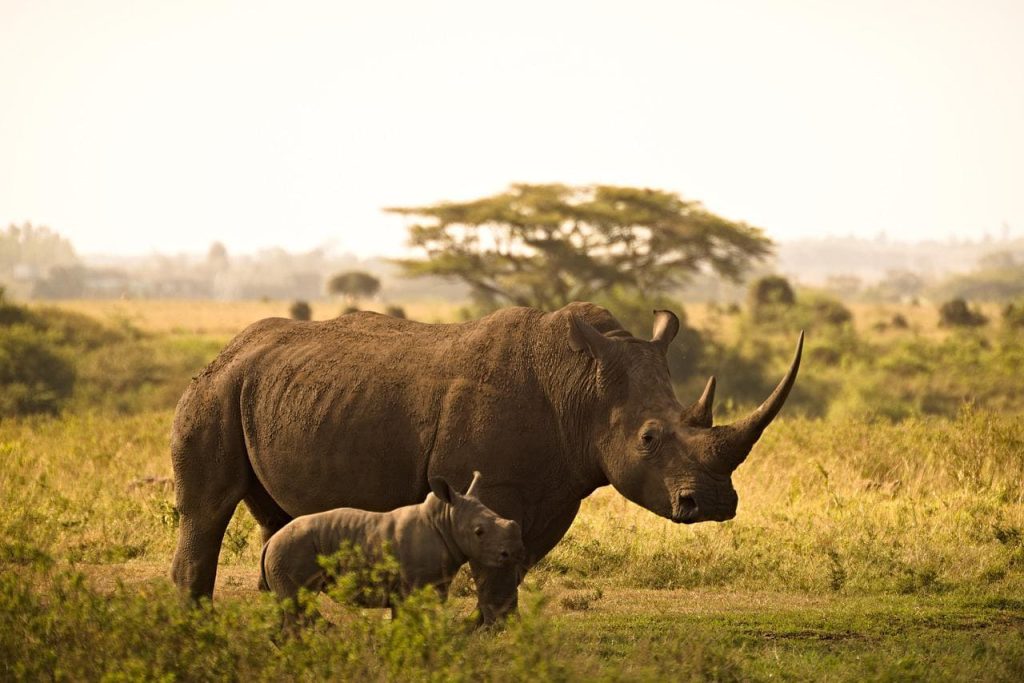 Rhinoceros with baby