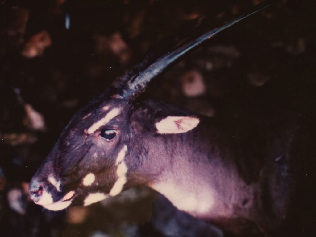 Saola