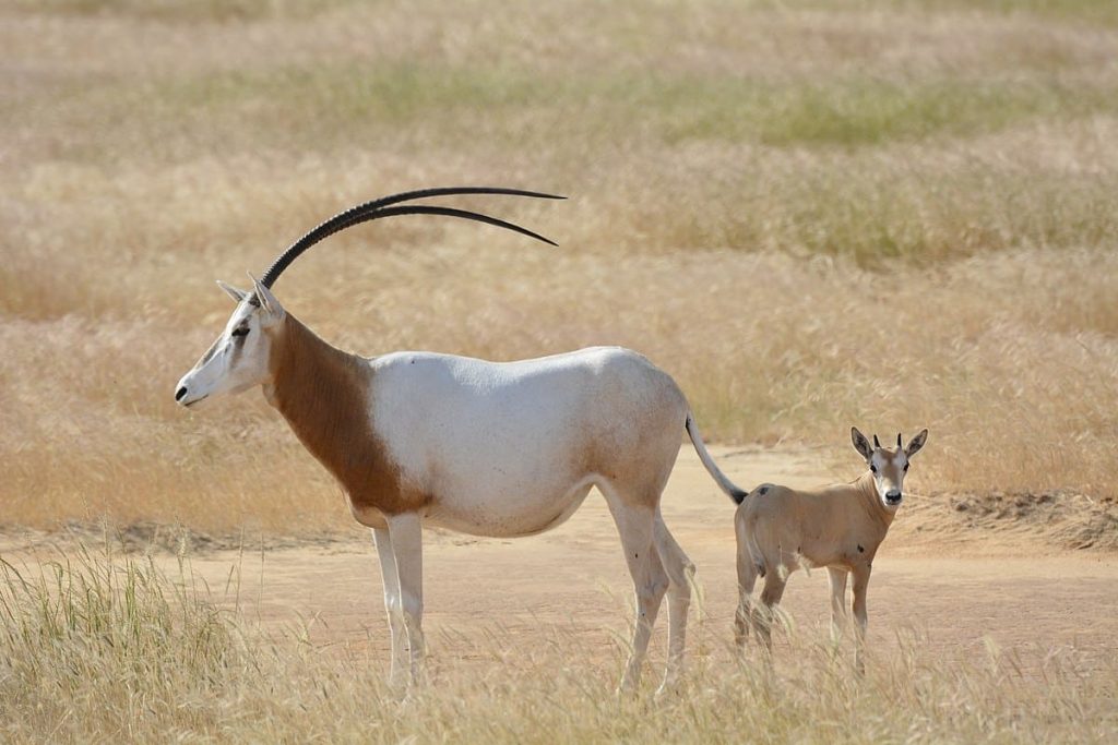 10 Amazing African Horned Animals In The World - Red Rock Scenic By Way