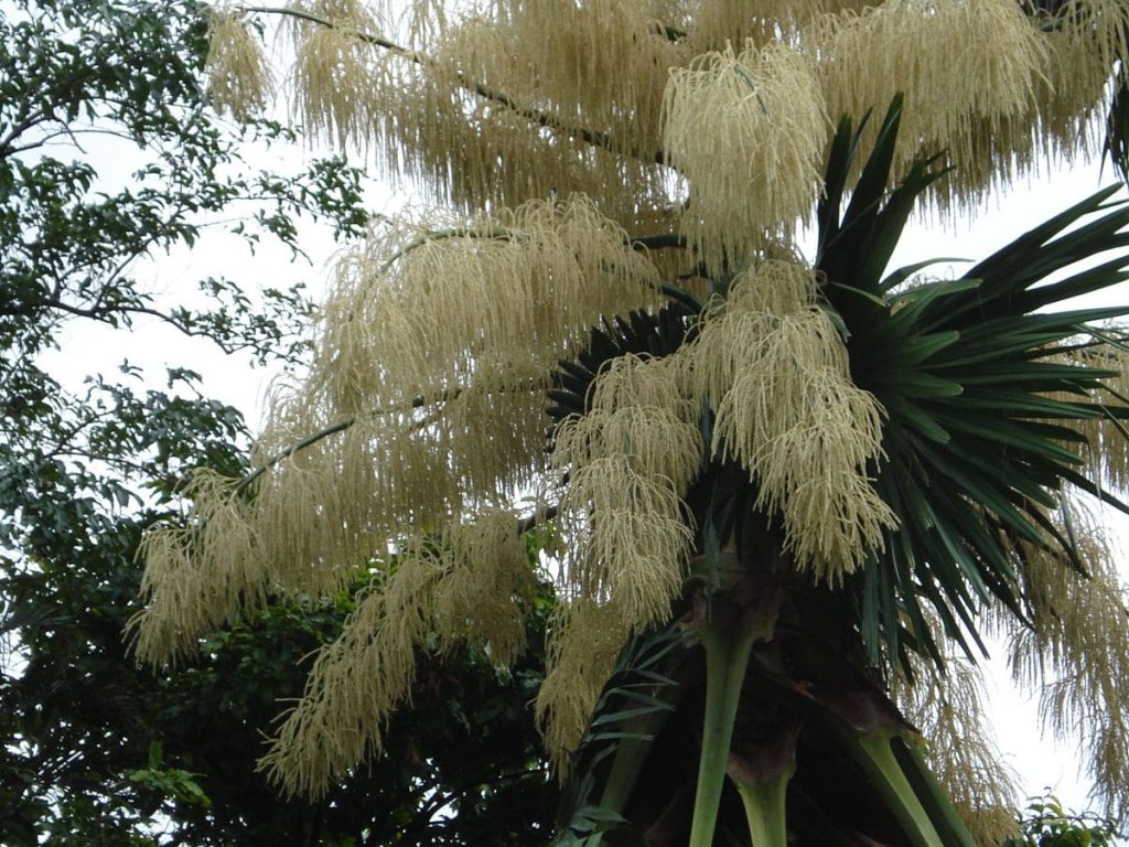 Talipot palm