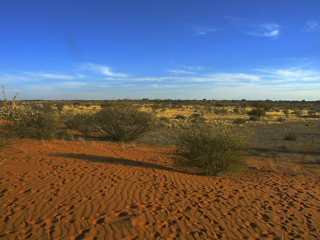 The Kalahari Desert