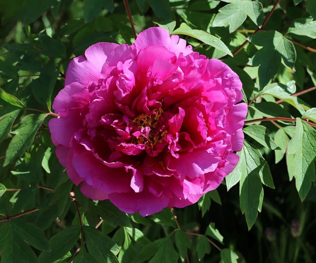 Tree Peony