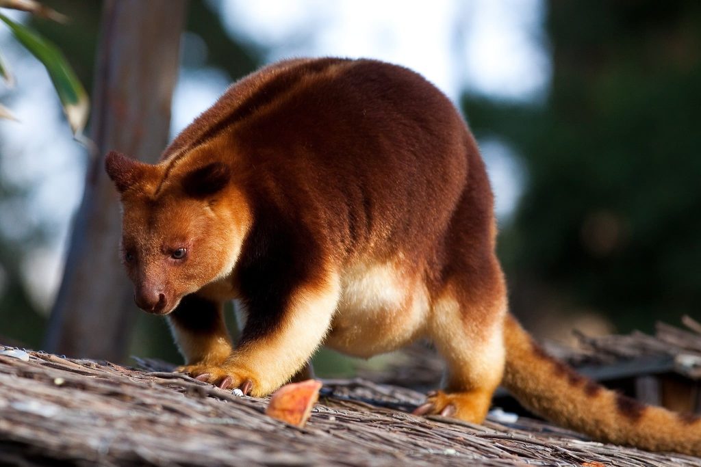 Tree kangaroo