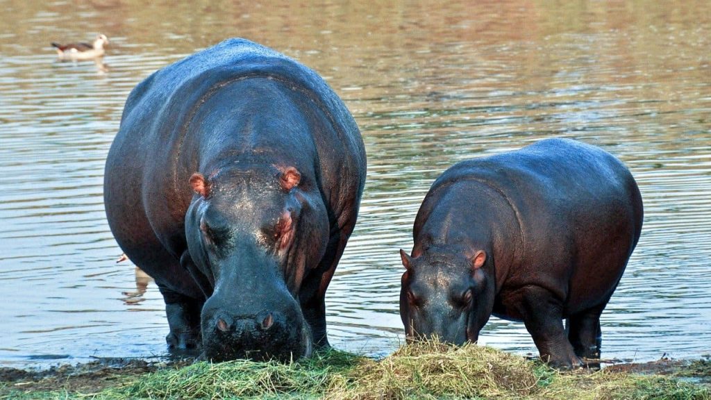 hippopotamus eating with baby