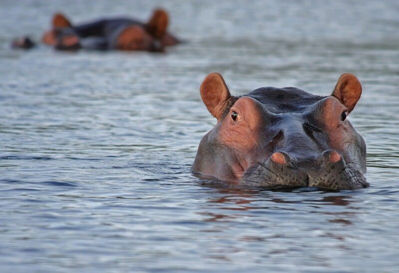 hippopotamus evolution