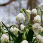 Winter Blooms: Discovering Flower Havens in the Chilly Months