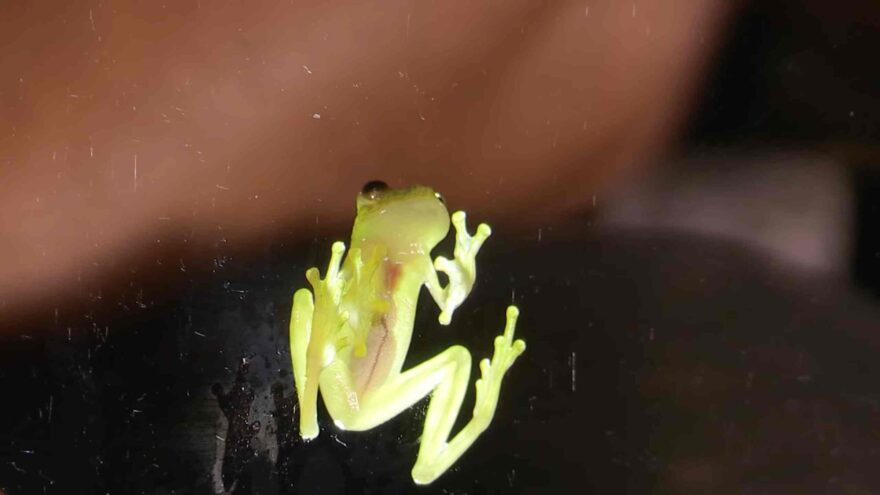 A small translucent green tree frog clings to glass under ultraviolet light.