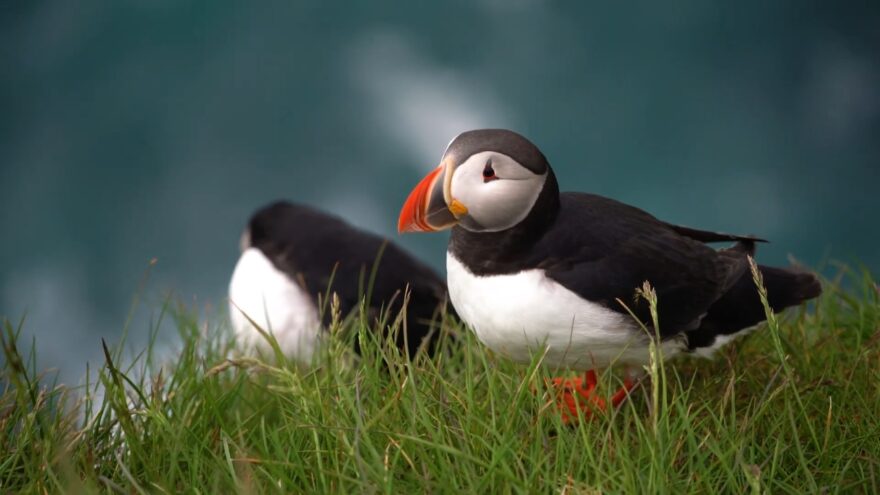 Atlantic puffins rest in the grass near the sea
