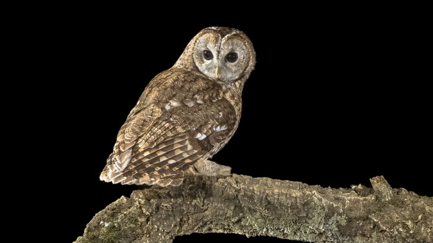 A tawny owl rests on a tree branch against a black night sky
