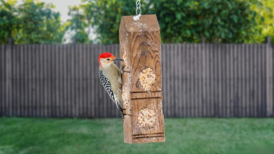 A red-bellied woodpecker clings to a wooden suet feeder in a backyard