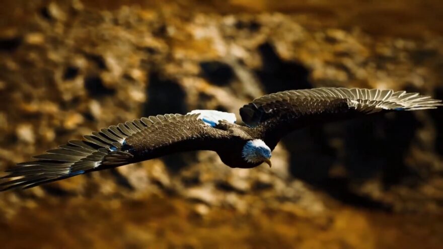 Bald eagle flies low over a rocky cliff with wings spread wide
