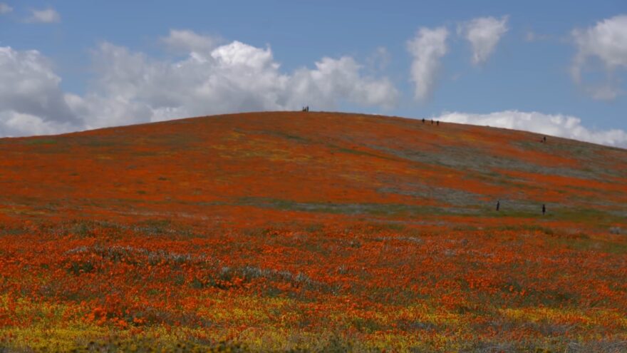 Orange poppies cover Antelope Valley hills under a cloudy sky