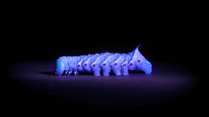 A pale blue caterpillar glows under ultraviolet light against a black background