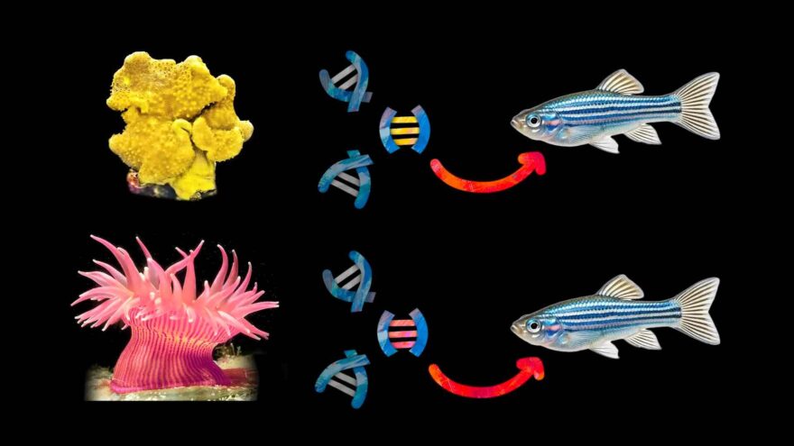 Diagram showing fluorescent genes from marine animals being used in zebrafish to study biological processes