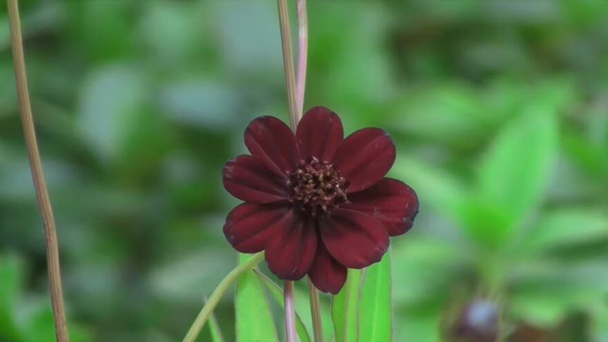 A dark red chocolate cosmos flower stands against green leaves