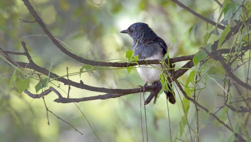 Small robin perched on a leafy tree branch surrounded by green foliage in a natural woodland setting