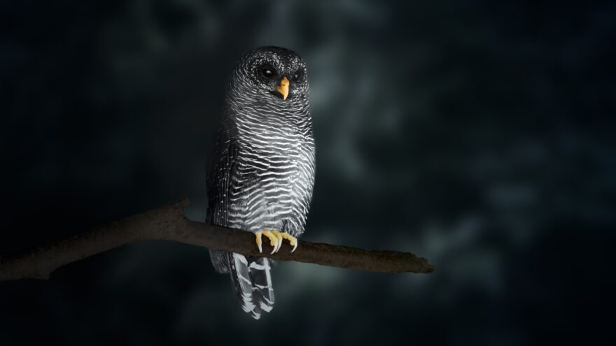 A barred owl perches on a branch in a dark forest at night