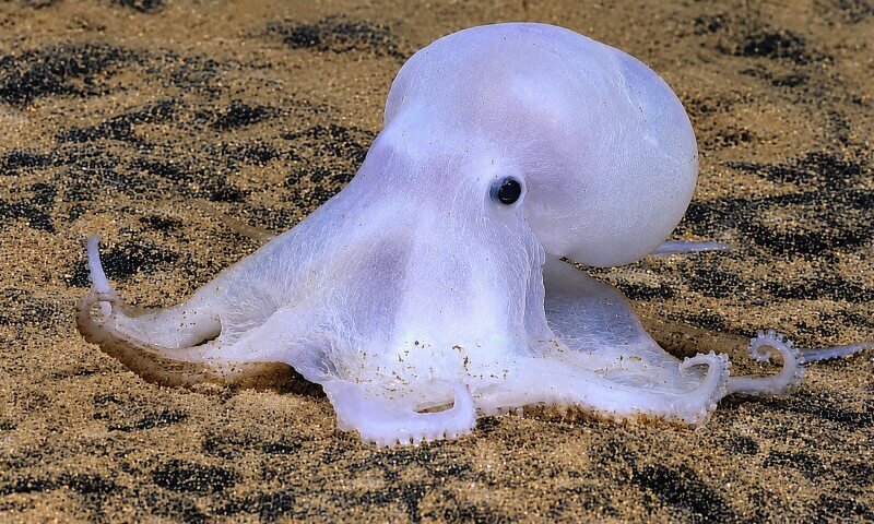 A small, pale octopus with delicate tentacles is resting on a sandy ocean floor