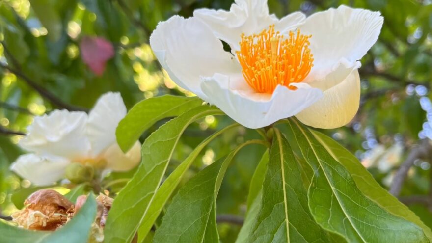 A white Franklin tree flower with yellow stamens grows among green leaves