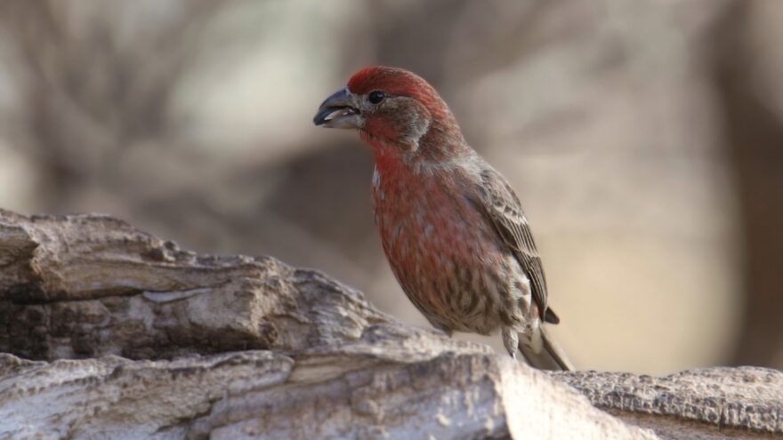 Male house finch with red plumage perched on weathered wood