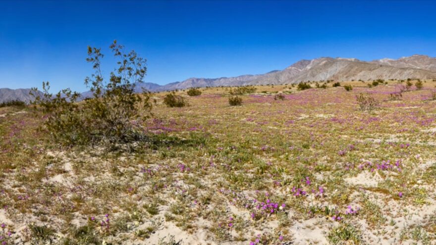 Purple desert flowers dot a sandy plain below rugged mountains