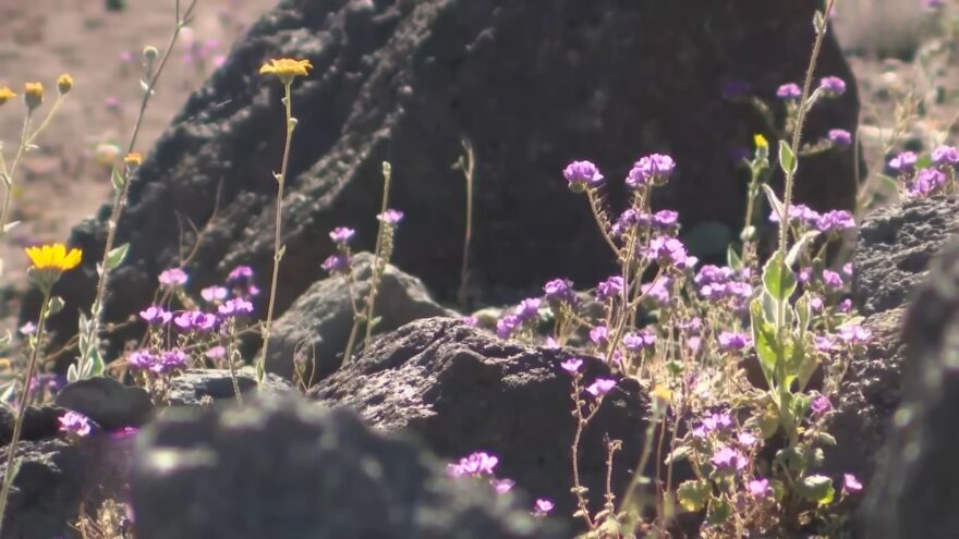 Purple and yellow desert wildflowers grow among dark rocks
