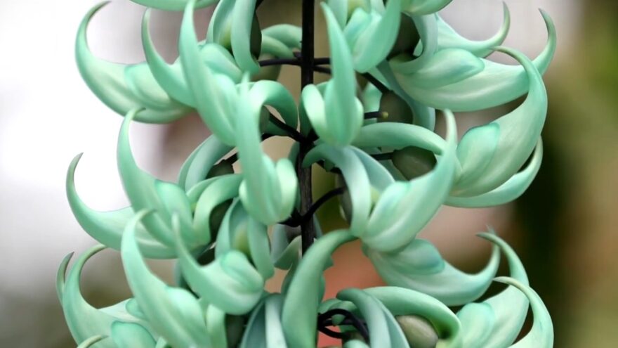 Turquoise jade vine flowers hang from a dark stem