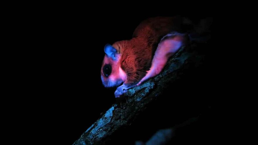 A small nocturnal mammal perched on a tree branch glows pink and blue under ultraviolet light against a dark background.