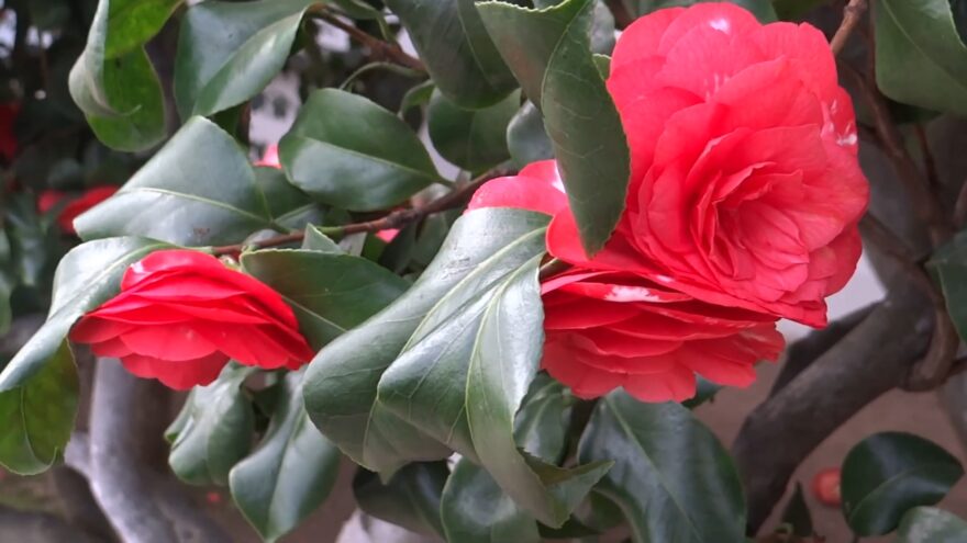 A Middlemist Red camellia blooms among glossy green leaves