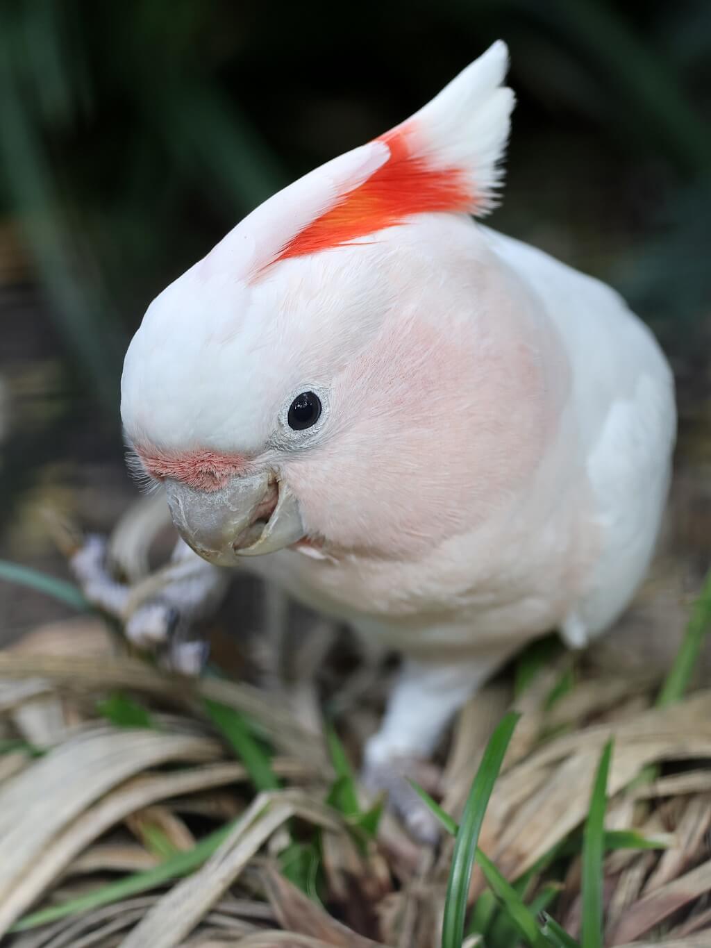 The Moluccan Cockatoo or its scientific name Cacatua moluccensis