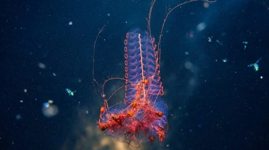 A vibrant, pinkish jellyfish-like creature with delicate, filamentous tendrils floats in deep blue water