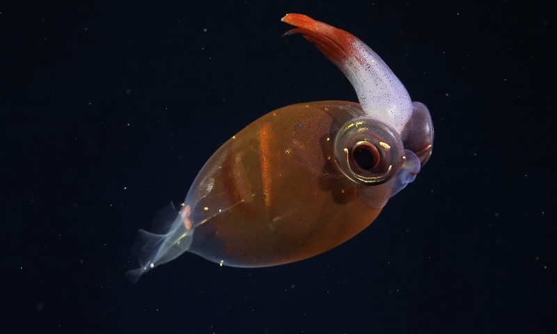 A delicate, translucent orange squid with prominent eyes and a faintly glowing body hovers gracefully against a dark ocean backdrop